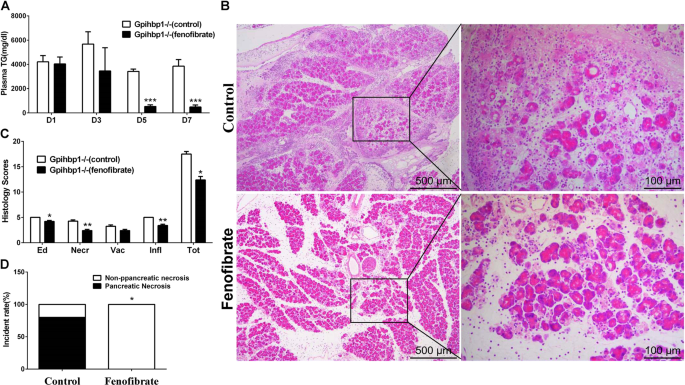 Fig. 7: The comparison of pancreatic injury and the incidence of pancreatic necrosis between Gpihbp1−/− mice with or without fenofibrate treatment in caerulein-induced acute pancreatitis.