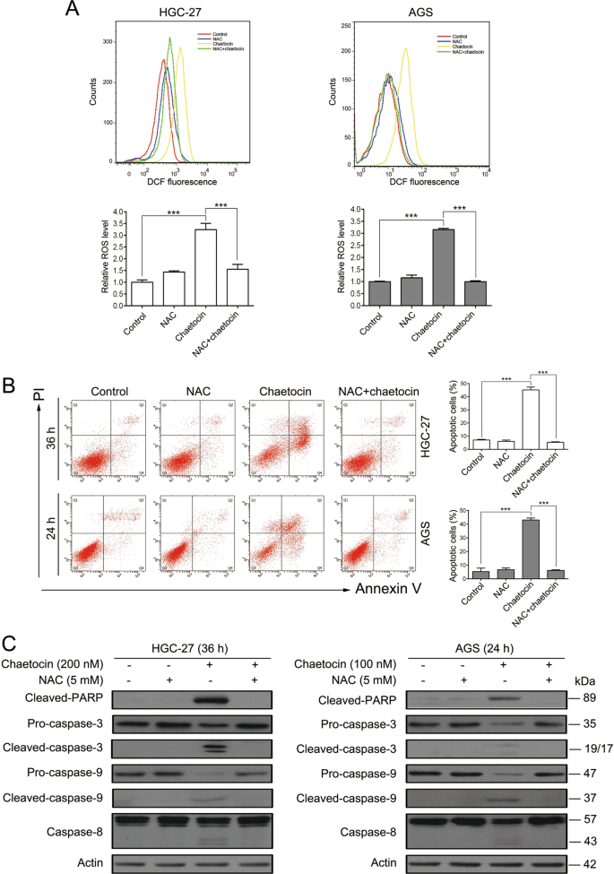 Fig. 4: Chaetocin-induced accumulation of ROS is crucial for GC cell apoptosis.