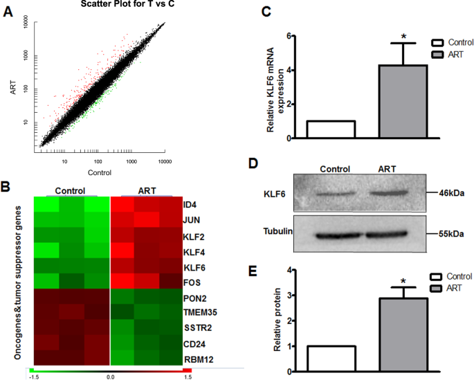 Fig. 2: ART treatment increases the KLF6 expression in WERI-Rb1 cells.