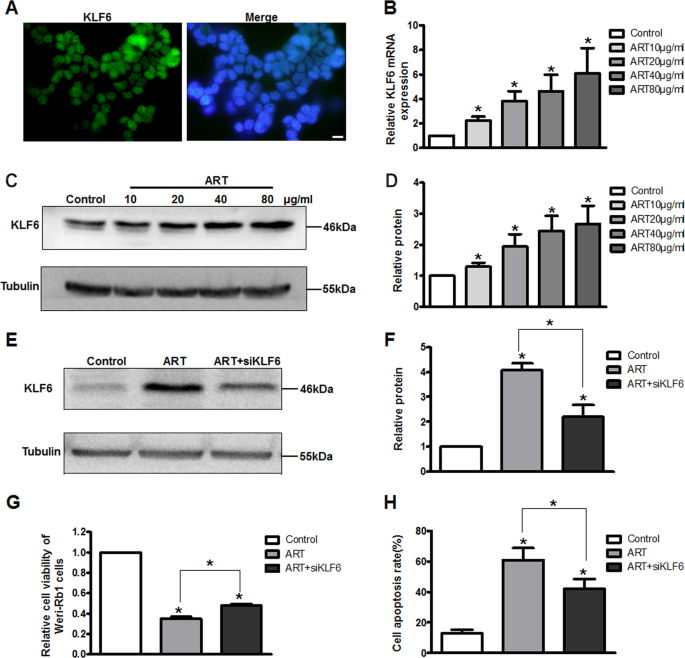 Fig. 3: ART-induced apoptosis of WERI-Rb1 cells by upregulating KLF6.