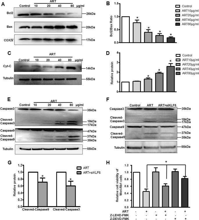Fig. 4: KLF6 is involved in ART-induced apoptosis of WERI-Rb1 cells via the mitochondrial signaling pathway.