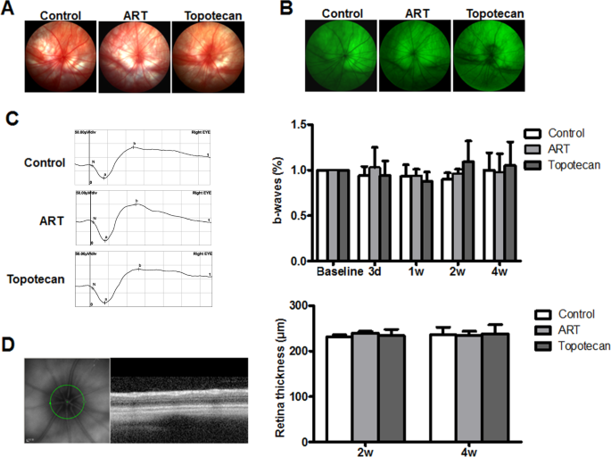 Fig. 7: Safety evaluation of intravitreal injection of ART.