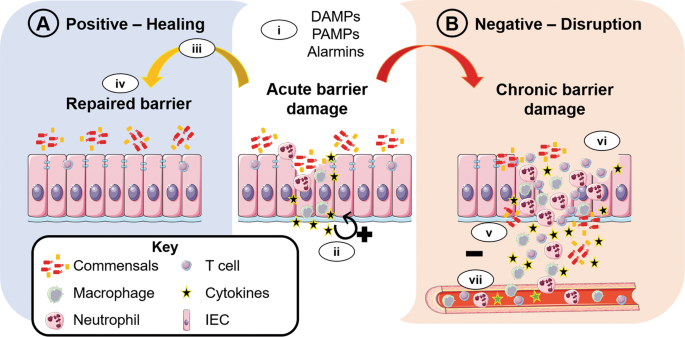 Keep calm: the intestinal barrier at the interface of peace and war | Cell  Death & Disease