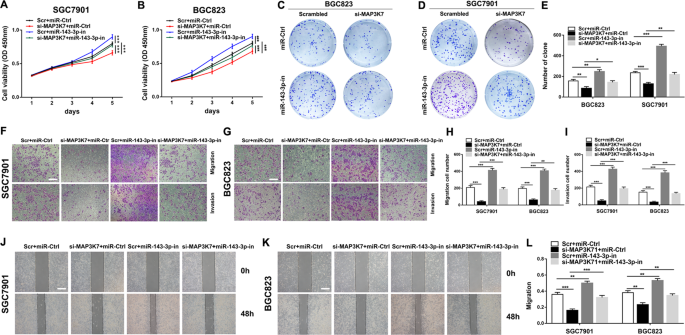Fig. 7: The regulation of MAP3K7 on GC cells is mediated by miR-143-3p.