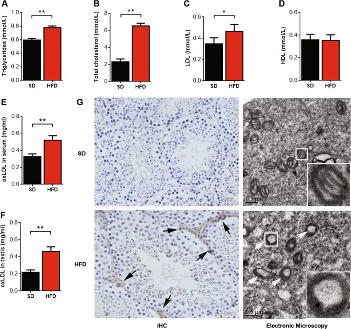 Fig. 2: oxLDL level is significantly elevated in the serum and testes of HFD mice.