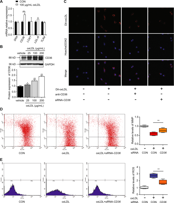 Fig. 5: oxLDL promotes lipid uptake and mitochondrial dysfunction by inducing CD36 transcription in TM3 Leydig cells.