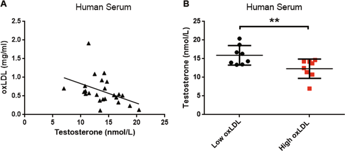 Oxidized Ldl Inhibits Testosterone Biosynthesis By Affecting Mitochondrial Function And The P38 Mapk Cox 2 Signaling Pathway In Leydig Cells Cell Death Disease