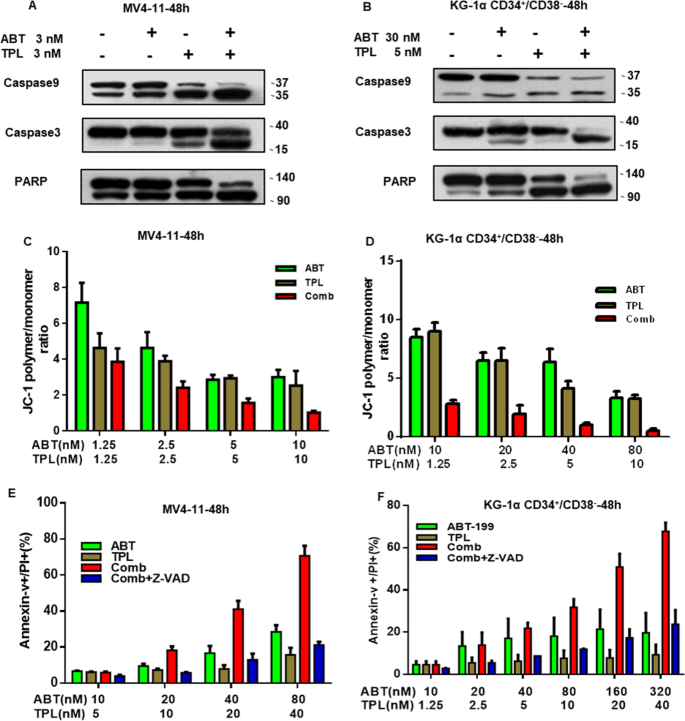 Fig. 4: The interaction between TPL and ABT-199 is associated with the mitochondrial intrinsic apoptosis.