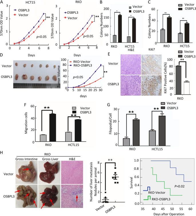 Fig. 2: Overexpression of OSBPL3 promotes progression of CRC cells.