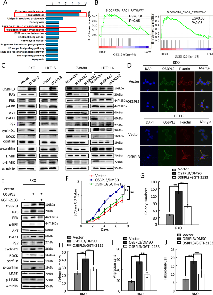 Fig. 4: OSBPL3 upregulation activates RAS signaling pathway in CRC.