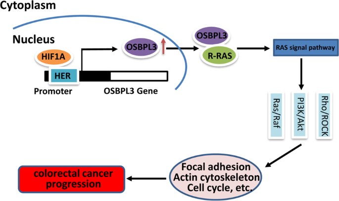 Fig. 6: Molecular mechanism of OSBPL3 in progression of CRC.