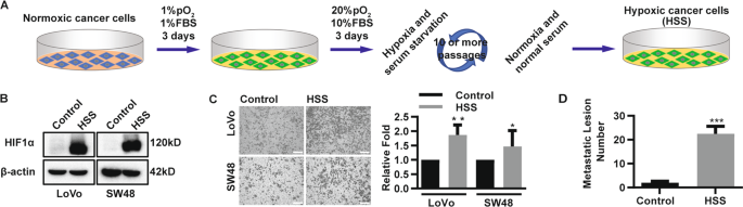 Fig. 1: Hypoxic CRC cells possess higher metastatic capacity than normoxic CRC cells.