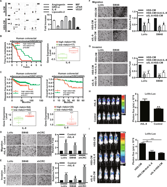 Fig. 3: IL-8 promotes the migratory, invasive, and metastatic capacity of normoxic CRC cells.