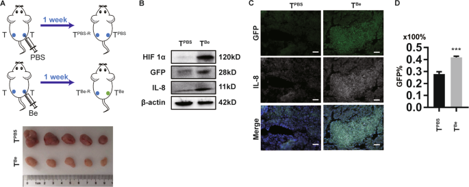 Fig. 5: Hypoxia-treated CRC tumors show increased expression of IL-8.