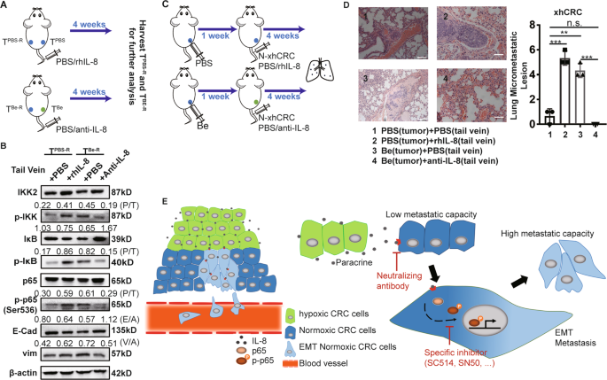 Fig. 6: Hypoxia-treated CRC tumors promote the metastasis of normoxic CRC cells.