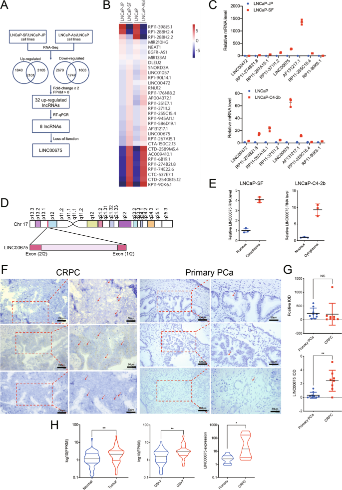 Fig. 1: Identification of LINC00675 in androgen-sensitive/insensitive prostate cancer (PCa) cells.