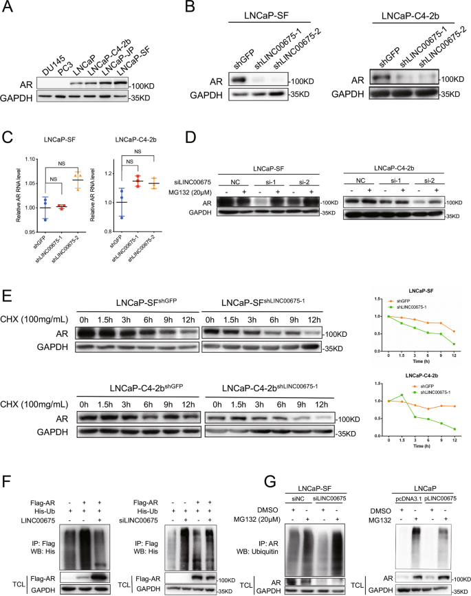 Fig. 3: LINC00675 stabilizes androgen receptor (AR) protein by block its ubiquitination.