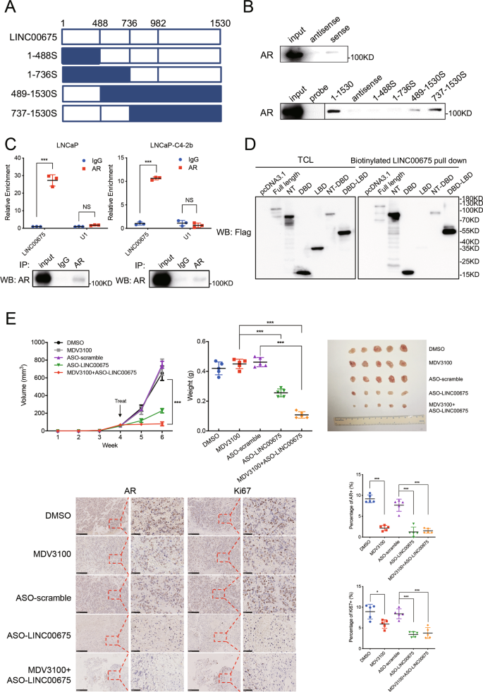 Fig. 5: LINC00675 physically interacts with androgen receptor (AR).