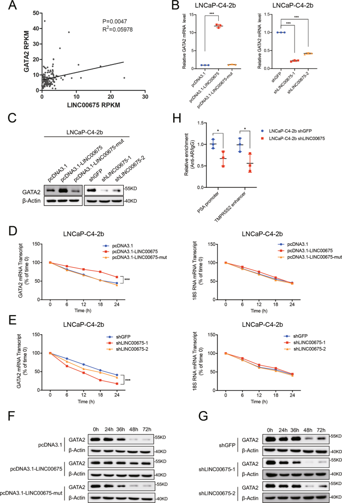 Fig. 6: LINC00675 interacts with GATA2 mRNA and activates the androgen receptor (AR) signaling pathway.