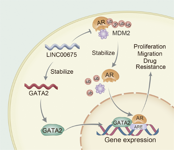 Fig. 7: LINC00675 promotes castration resistance.