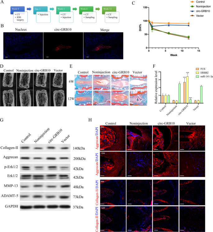 The Circular Rna Circ Grb10 Participates In The Molecular Circuitry Inhibiting Human Intervertebral Disc Degeneration Cell Death Disease The Circular Rna Circ Grb10 Participates In The Molecular Circuitry Inhibiting Human Intervertebral Disc Degeneration Cell Death Disease