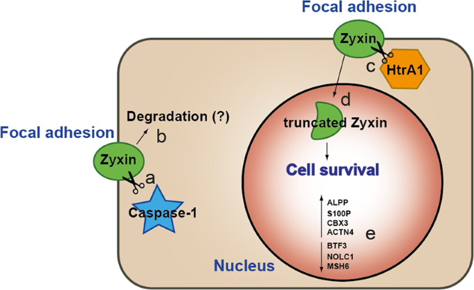 Cell density-dependent proteolysis by HtrA1 induces translocation of zyxin  to the nucleus and increased cell survival | Cell Death & Disease