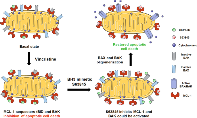Fig. 6: Use of S63845 to overcome RMS cells’ resistance to vincristine.