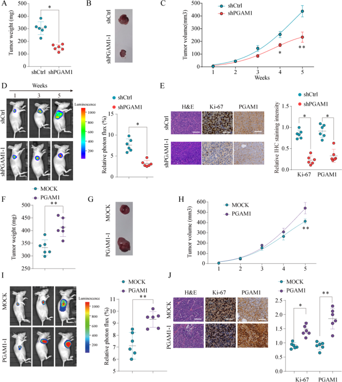 Fig. 4: PGAM1 promotes the proliferation of NSCLC cells in vivo.