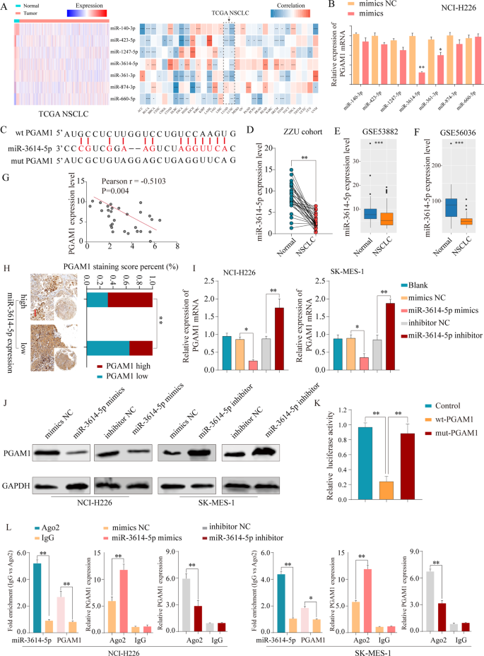 Fig. 6: PGAM1 expression is downregulated by miR-3614-5p directly targeting of the 3’-UTR of PGAM1.
