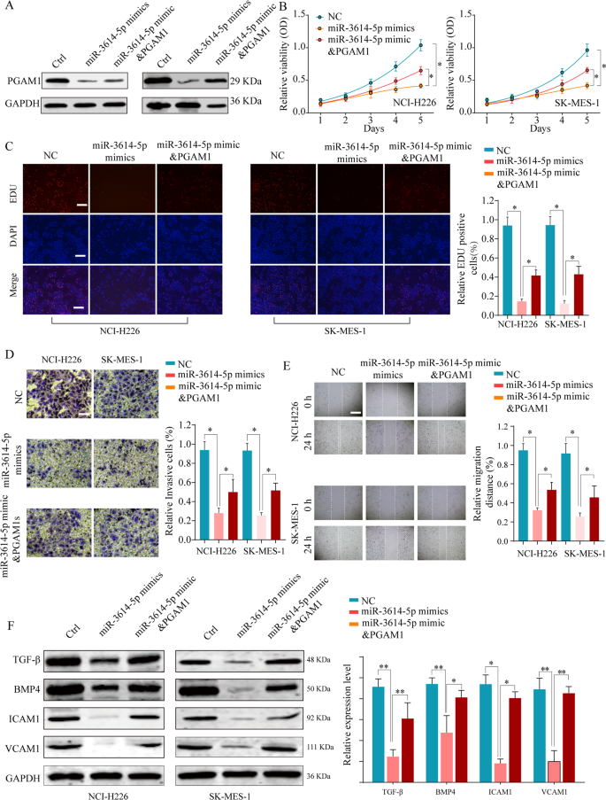 Fig. 7: MiR-3614-5p inhibits NSCLC cell proliferation and invasion in vitro by inhibiting PGAM1.