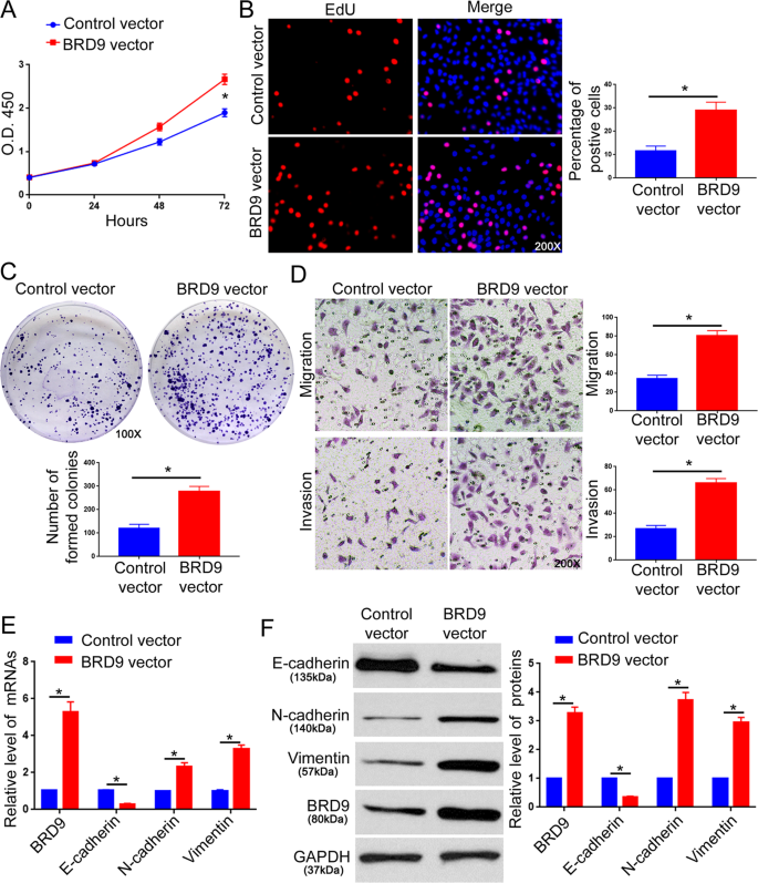 Fig. 2: BRD9 overexpression promotes the proliferation, migration, invasion, and EMT of Hep3B cells.