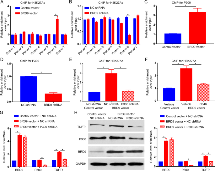 Fig. 6: BRD9 epigenetically regulates TUFT1 via P300 acetyltransferase.