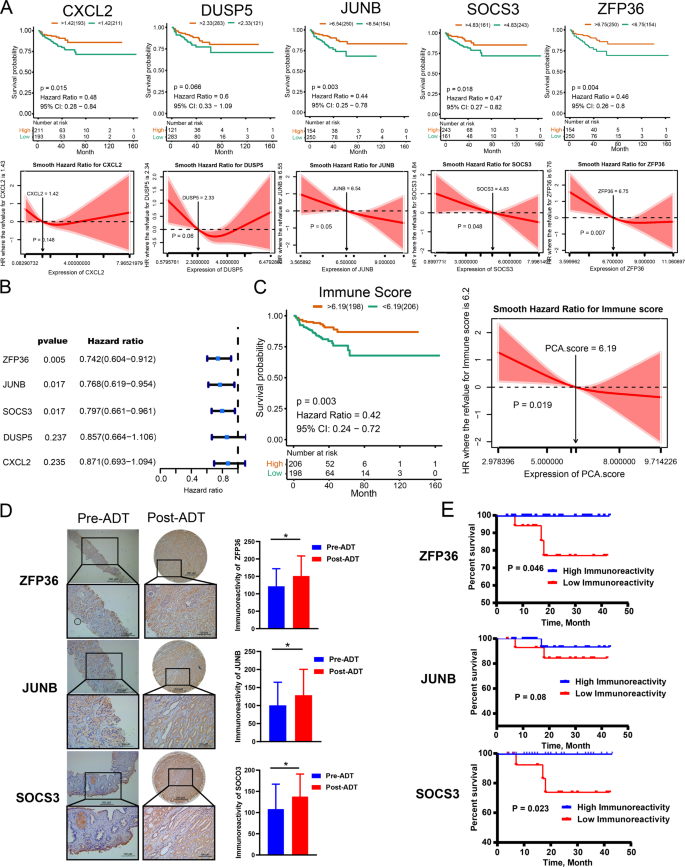 Fig. 4: ZFP36, JUNB, and SOCS3 and immune signature score constructed by them were associated with the PSA RFS in TCGA and our neoadjuvant ADT cohort.