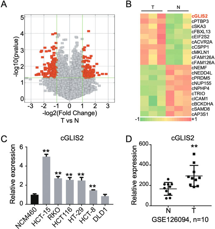 Fig. 1: CircGLIS2 is overexpressed in colorectal cancer.