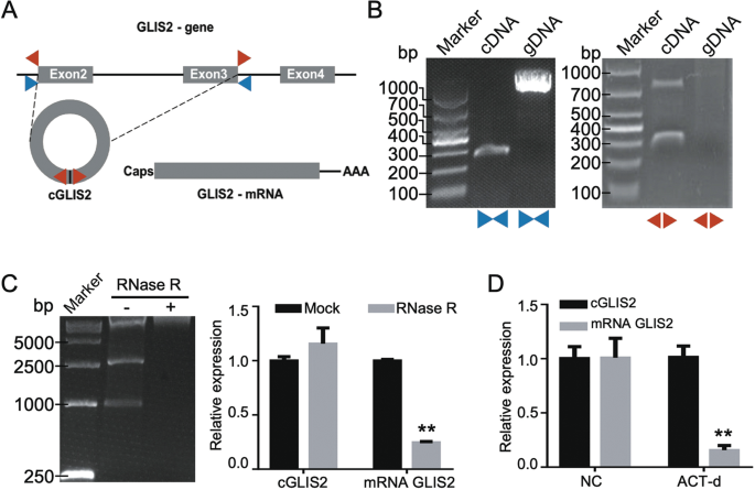 Fig. 2: CircGLIS2 is generated from exon 2 and 3 of the GLIS2 gene by back-splicing.