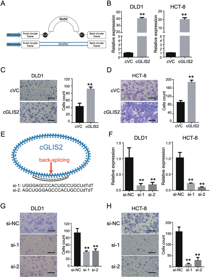 Fig. 3: CircGLIS2 promotes CRC cell migration.