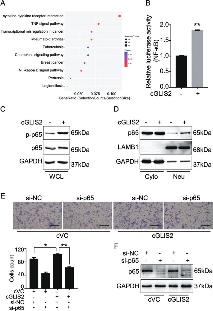 Fig. 4: CircGLIS2 activates the NF-κB signaling pathway in colorectal cancer cells.