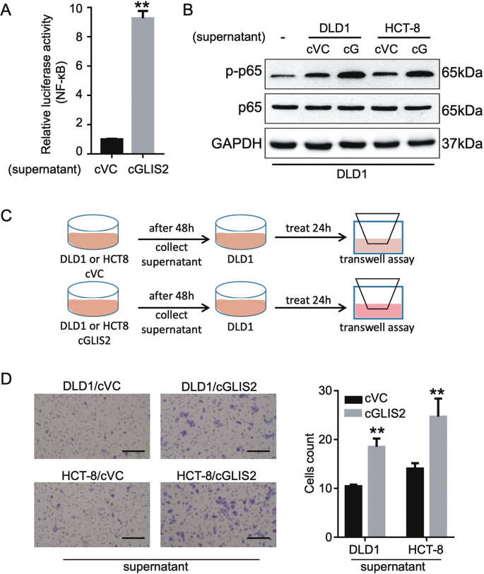 Fig. 5: CircGLIS2 overexpressed cancer cell-derived supernatant induces NF-κB signaling and motility activation.