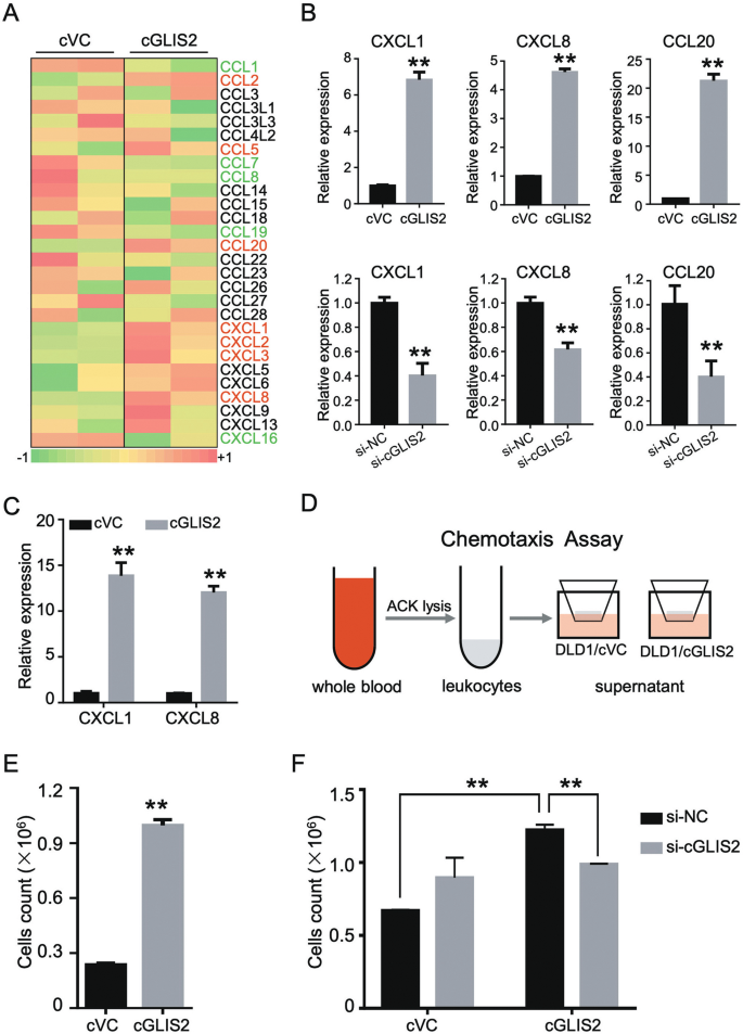 Fig. 6: CircGLIS2 overexpressed cancer cells construct chemokines milieu to recruit neutrophils from peripheral blood.