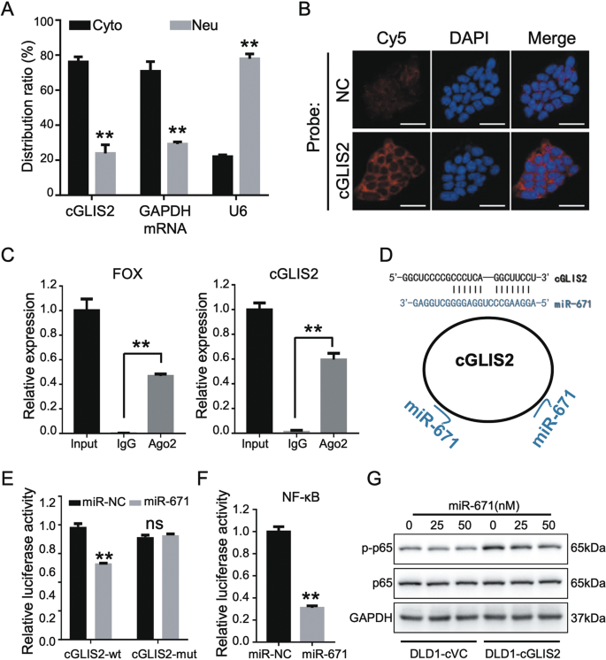 Fig. 7: CircGLIS2 binds to miR-671 to modulate the NF-κB signaling pathway.