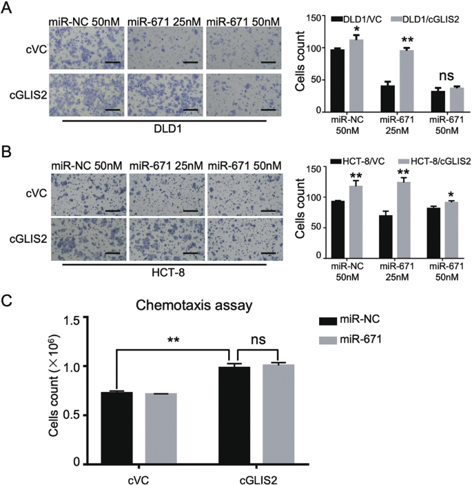 Fig. 8: MiR-671 attenuates the function of circGLIS2 in cell migration but not affecting chemotaxis potential.