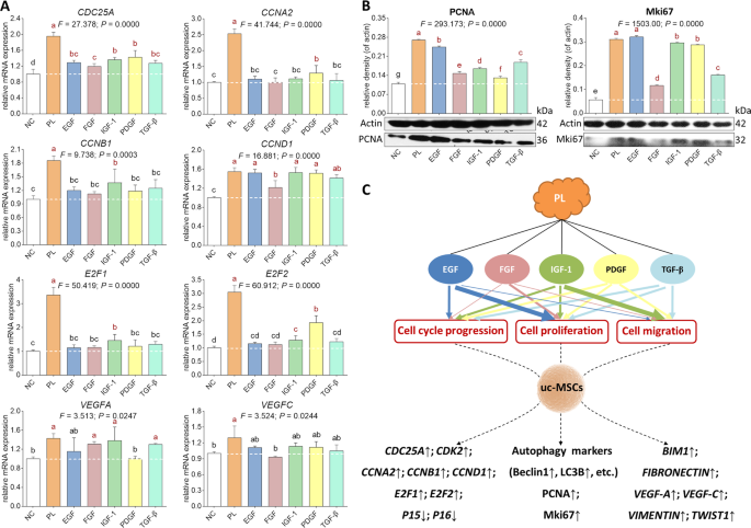 Growth Factors Based Beneficial Effects Of Platelet Lysate On Umbilical Cord Derived Stem Cells And Their Synergistic Use In Osteoarthritis Treatment Cell Death Disease