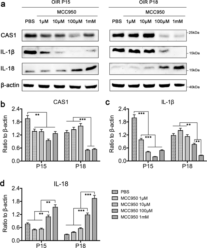 Inhibiting the NLRP3 inflammasome with MCC950 ameliorates retinal  neovascularization and leakage by reversing the IL-1β/IL-18 activation  pattern in an oxygen-induced ischemic retinopathy mouse model | Cell Death  & Disease