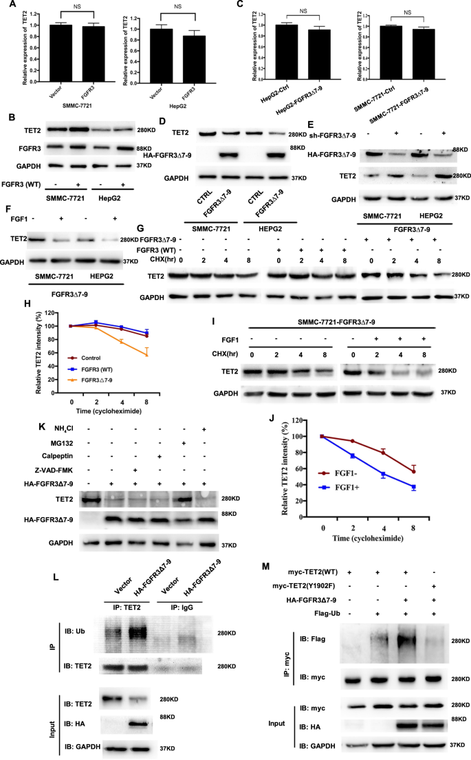 Fig. 2: FGFR3∆7–9 negatively regulates TET2 stability.