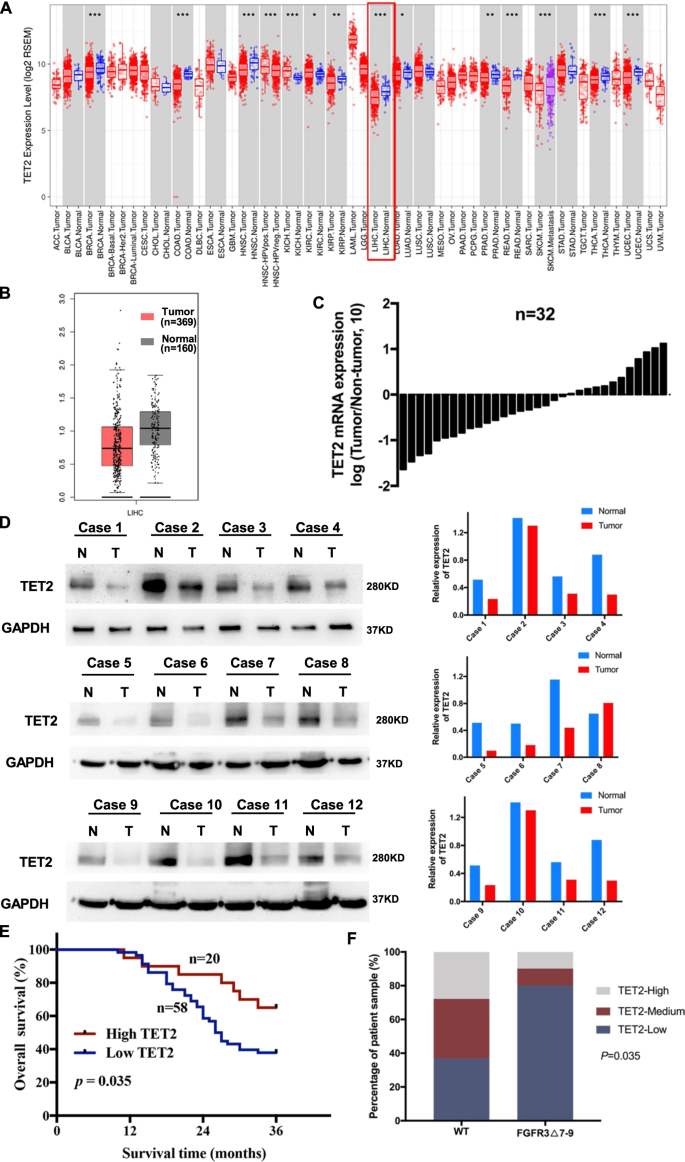 Fig. 3: Low TET2 expression is associated with poor prognosis of HCC patients, and expression of TET2 is lower in FGFR3∆7–9 samples.