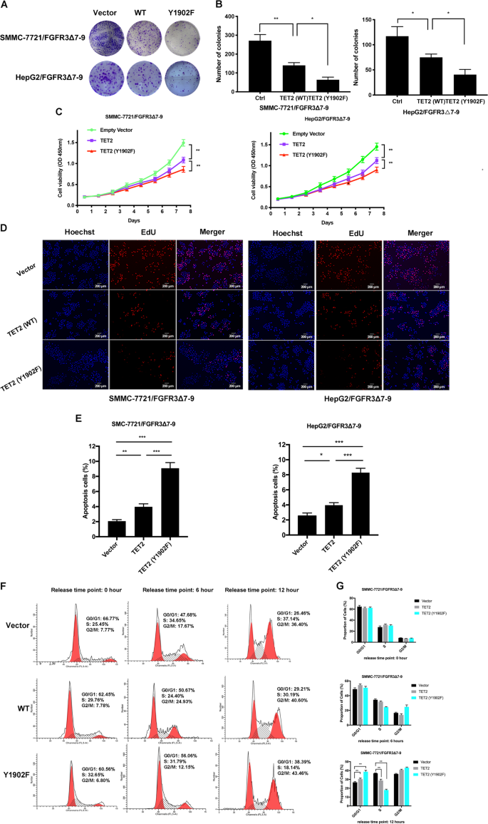 Fig. 4: Phosphorylation at the Y1902 site of TET2 increases HCC cell proliferation in vitro.