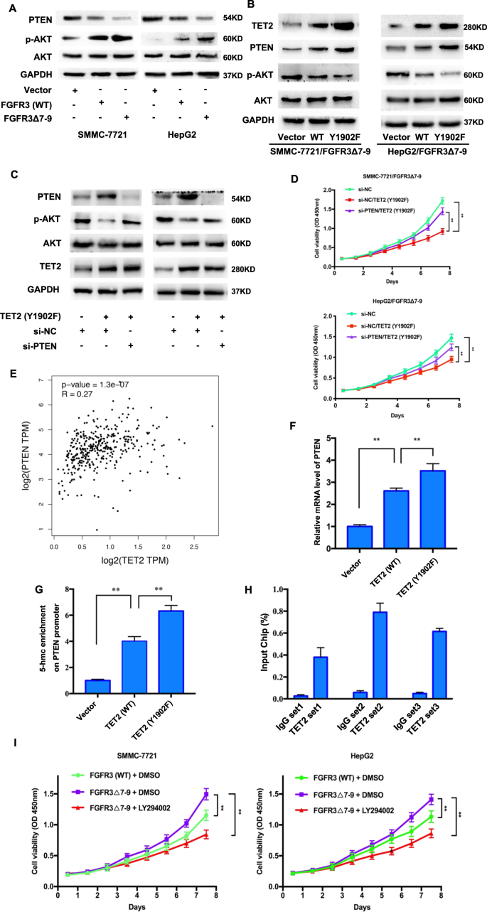Fig. 5: Phosphorylation at TET2 Y1902 results in decreased PTEN expression.