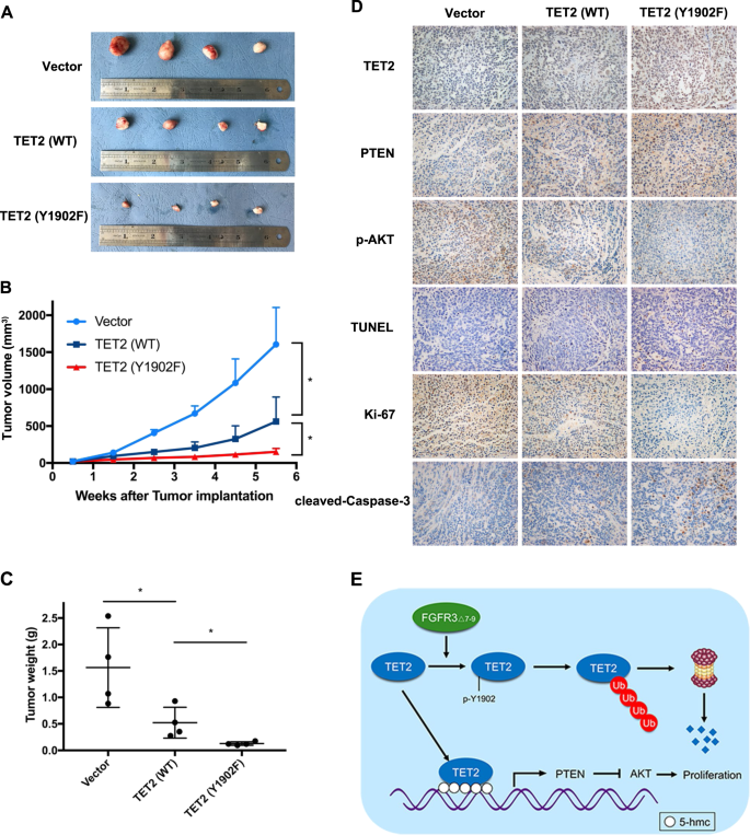 Fig. 6: Phosphorylation at the Y1902 site inhibits TET2 tumor suppressing function in HCC in vivo.