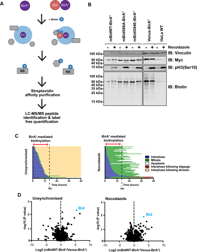 BioID-based proteomic analysis of the Bid interactome identifies novel  proteins involved in cell-cycle-dependent apoptotic priming | Cell Death &  Disease
