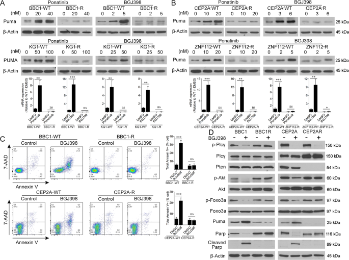 Downregulation of PUMA underlies resistance to FGFR1 inhibitors in the stem  cell leukemia/lymphoma syndrome | Cell Death & Disease